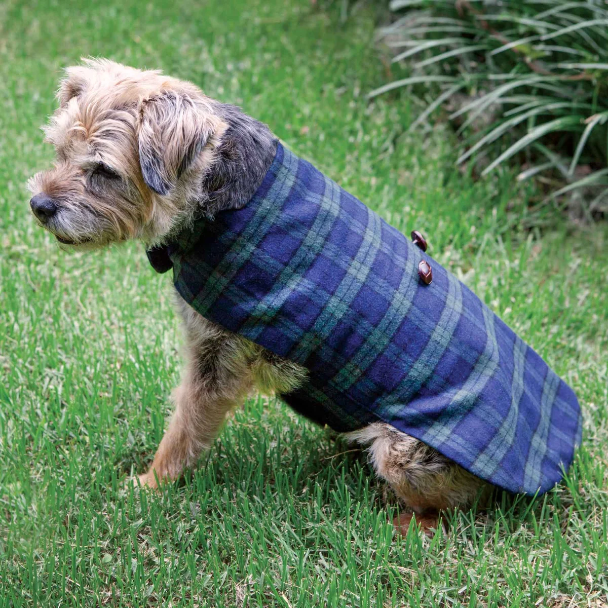 Dog Blackwatch Tartan Grandfather Shirt - Image 1 | Lily's Pad Studio